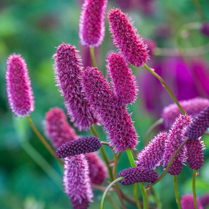Menzies Burnet Flower seeds for Planting Colorful Display Heirloom & GMO Free Seeds for Home Garden