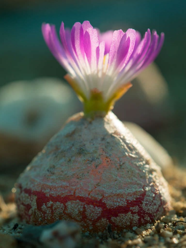 Conophytum Burgeri Succulent Flower seeds for Planting Easy to Grow, Heirloom & GMO Free Seeds for Home Garden seeds for planting