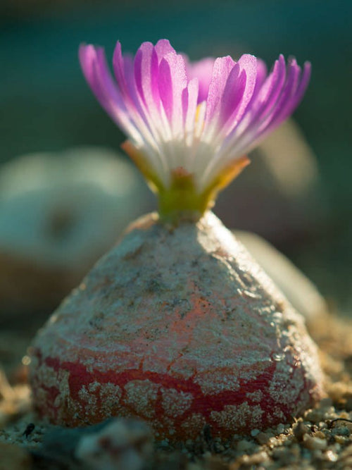 Conophytum Burgeri Succulent Flower seeds for Planting Easy to Grow, Heirloom & GMO Free Seeds for Home Garden seeds for planting