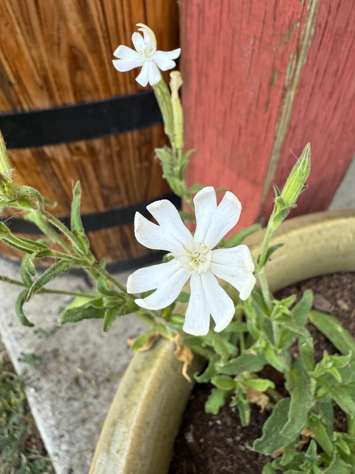 African Dream Root (Silene undulata Xhosa Herb) White Ways Campion Flower Seeds