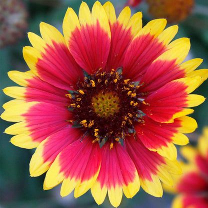 Gaillardia Flower seeds for Planting Drought Tolerant Heirloom & GMO Free Seeds for Home Garden 
 
 Sale for planting in home garden