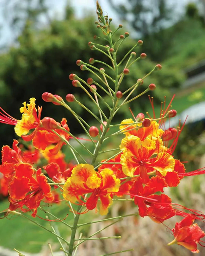 Barbados Flower seeds for Planting Perfect for Borders Heirloom & GMO Free Seeds for Home Garden