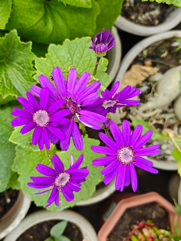 Purple Florists Cineraria Flower seeds for Planting Low Maintenance, Heirloom & GMO Free Seeds for Home Garden vegetable and garden seeds