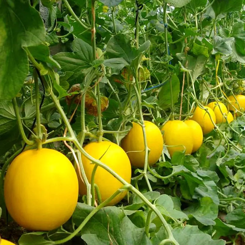 Yellow Canary Melon Fruit Seeds Planting