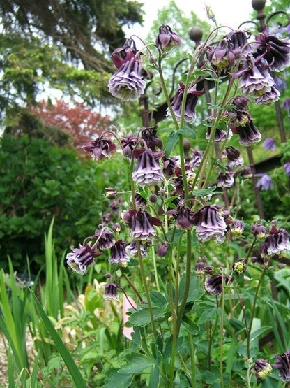 Aquilegia (Aquilegia Columbine) seeds for planting in home garden