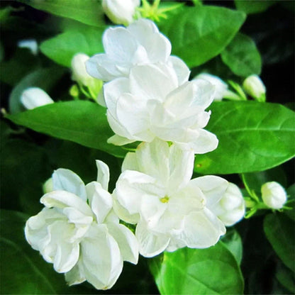 Jasmine Flower seeds for Planting - Colorful Display, Heirloom & GMO Free Seeds for Home Garden