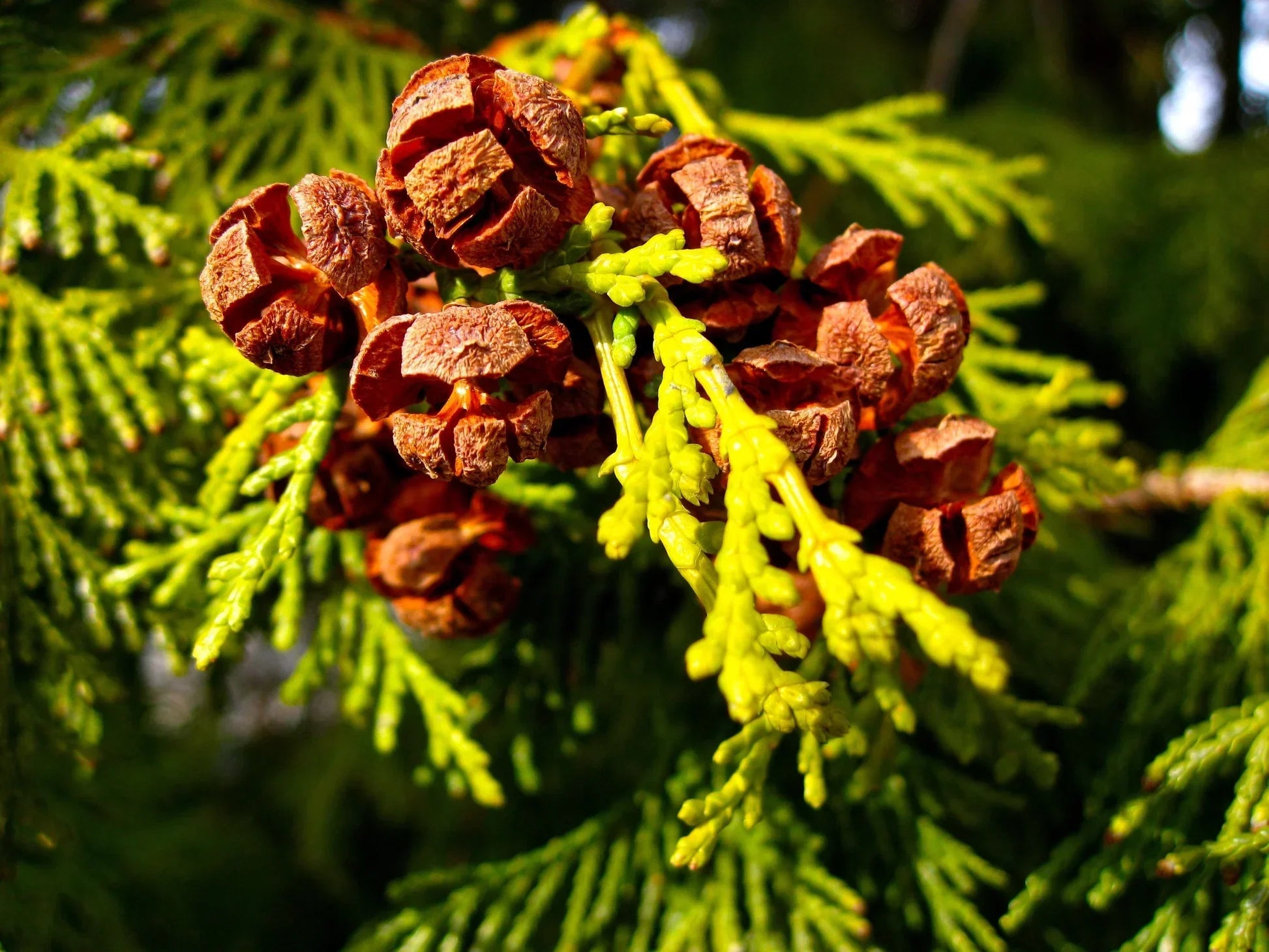 Green Chamaecyparis Obtusa Seeds For Planting