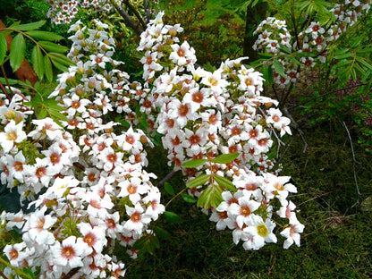 Xanthoceras Sorbifolium Flower seeds for Planting Cut Flower Favorite Heirloom & GMO Free Seeds for Home Garden