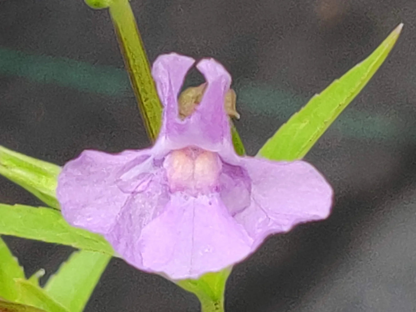 Heirloom Mimulus Ringens Flower seeds for Planting Fragrant Blossoms Heirloom & GMO Free Seeds for Home Garden