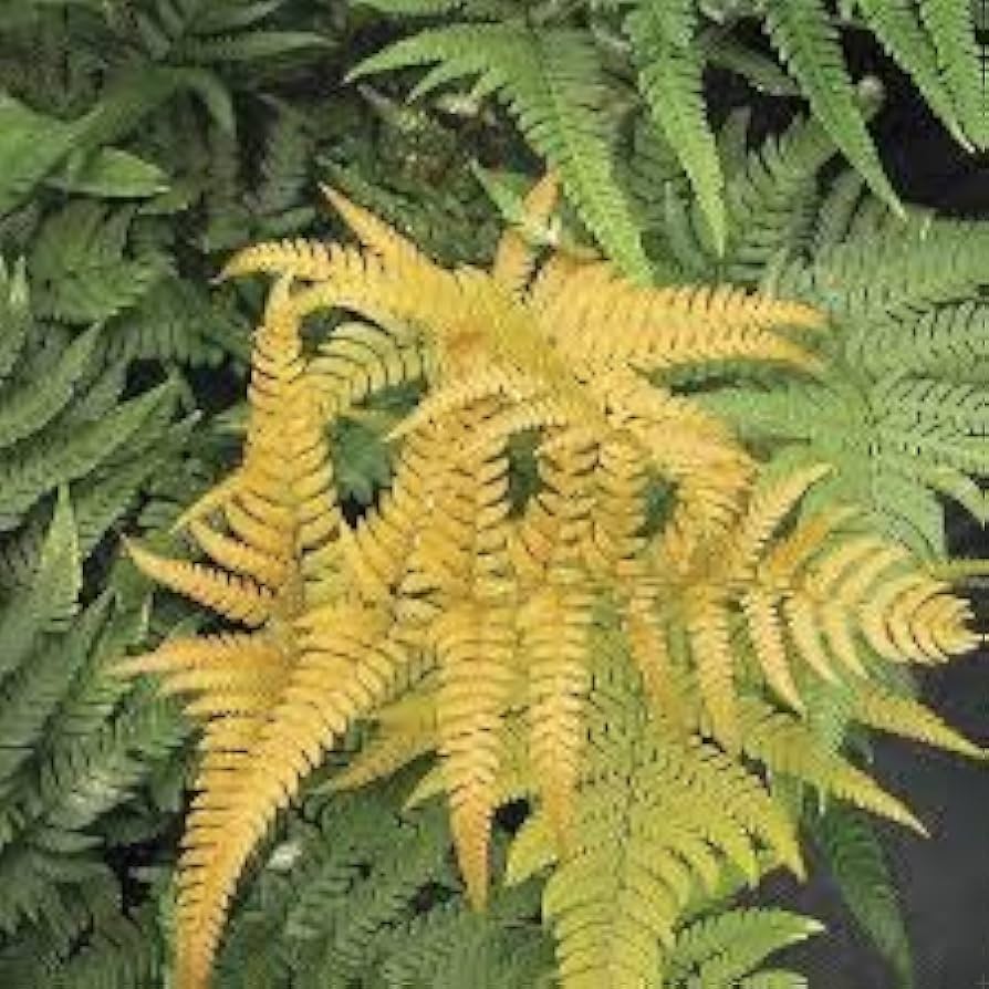 Fern Yellow Seeds - Ideal For Shaded Garden Planting