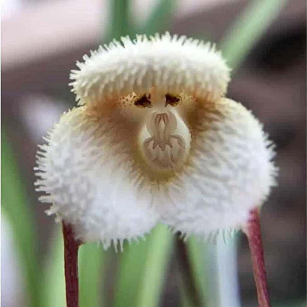 Premium White Monkey Face Orchid Flower seeds for Planting Fragrant Blossoms, Heirloom & GMO Free Seeds for Home Garden seeds