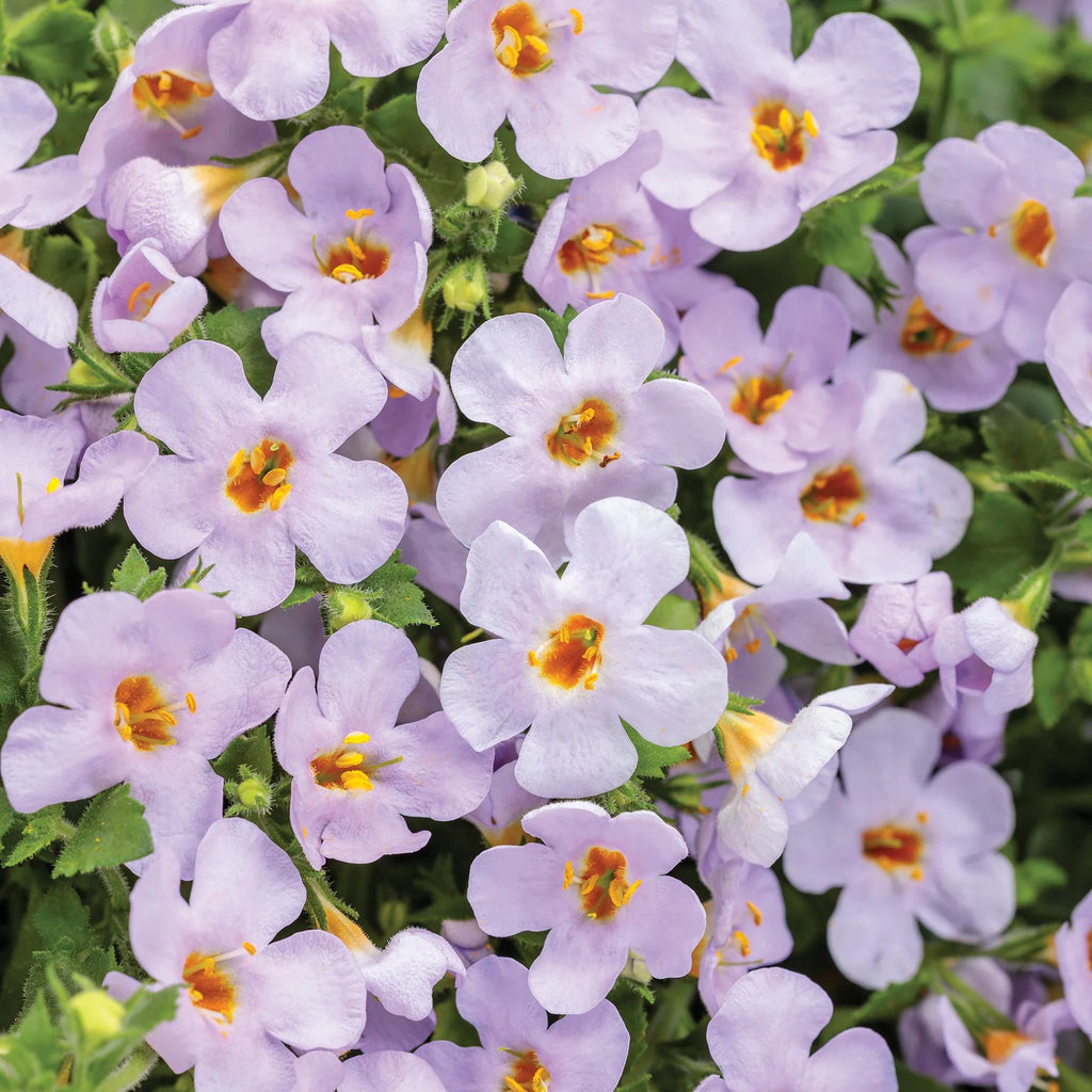 Premium Gulliver Flower seeds for Planting Drought Tolerant, Heirloom & GMO Free Seeds for Home Garden seeds