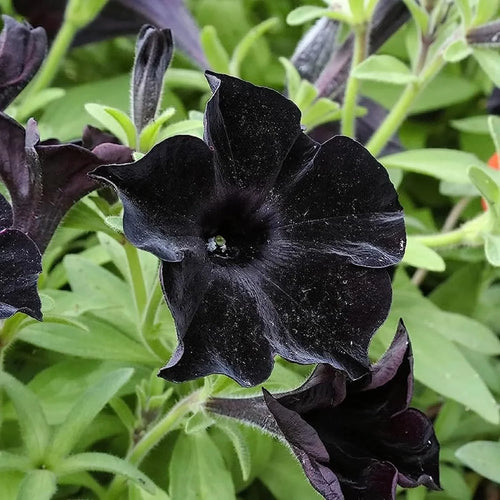 Black Velvet Petunia Flower seeds for Planting Seasonal Bloomer, Heirloom & GMO Free Seeds for Home Garden seeds for planting