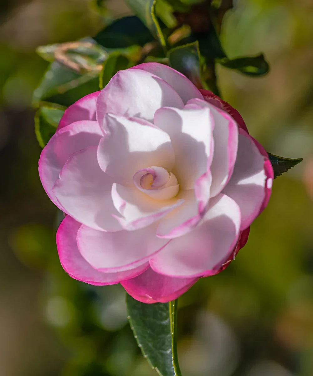 Premium White Purple Camellia Flower seeds for Planting Fragrant Blossoms, Heirloom & GMO Free Seeds for Home Garden Sale seeds