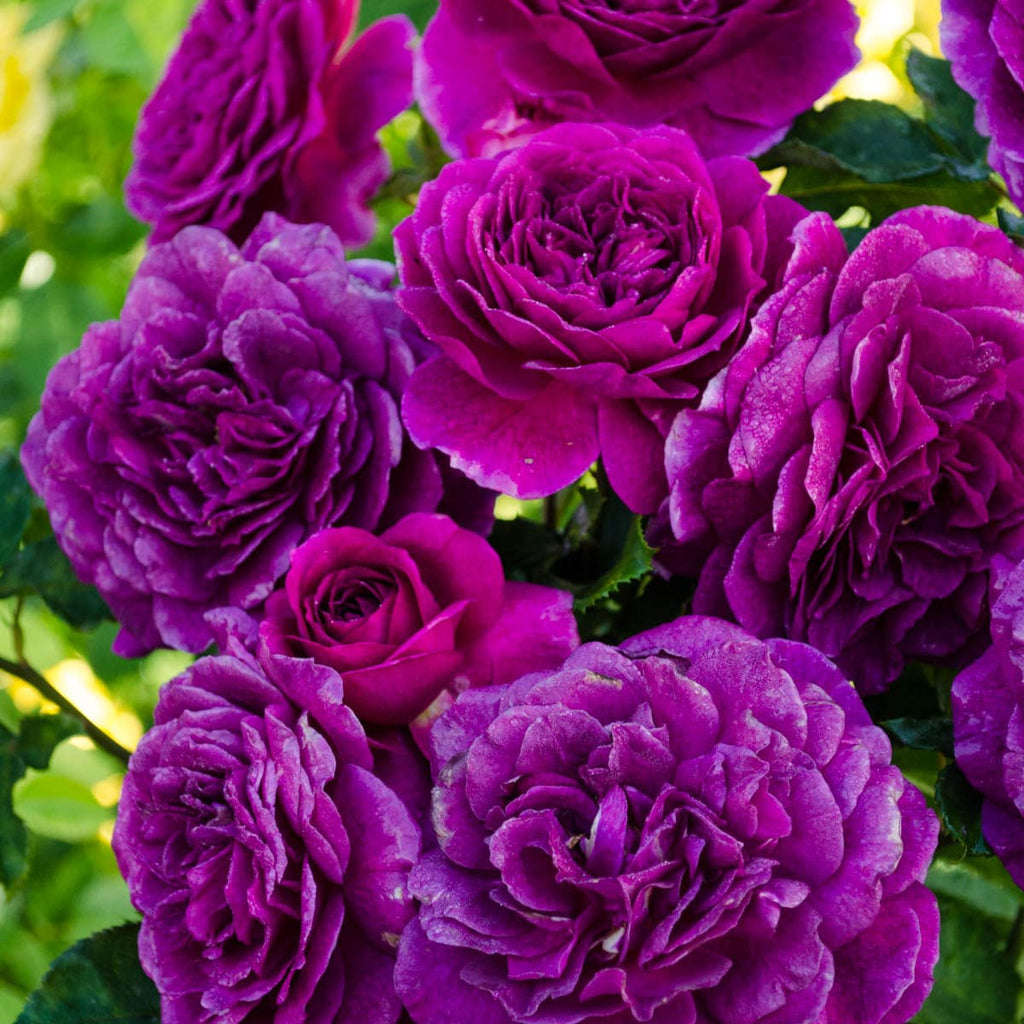 Premium Purple Climbing Rose Flower seeds for Planting Long Bloom Season, Heirloom & GMO Free Seeds for Home Garden seeds