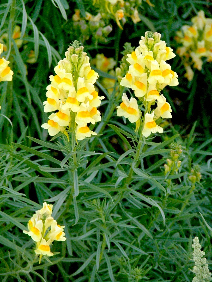 Oldfield Toadflax Flower seeds for Planting Garden Favorite, Heirloom & GMO Free Seeds for Home Garden vegetable and garden seeds
