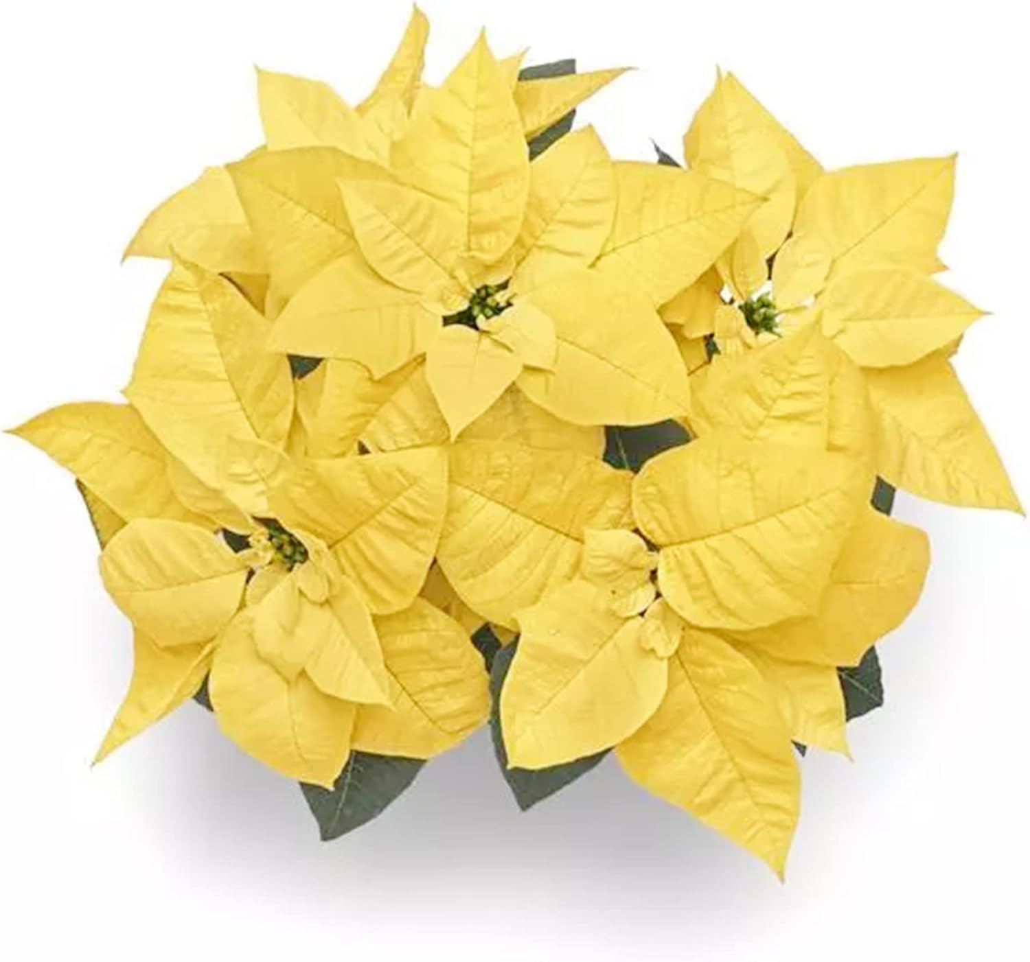 Yellow Poinsettia Planting Seeds