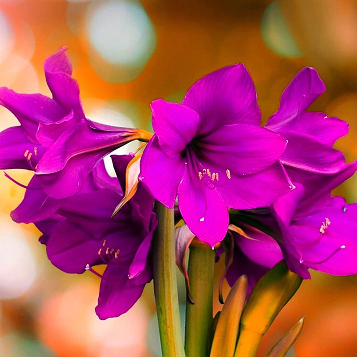 Purple Echte Amaryllis Flower seeds for Planting Low Maintenance, Heirloom & GMO Free Seeds for Home Garden seeds for planting