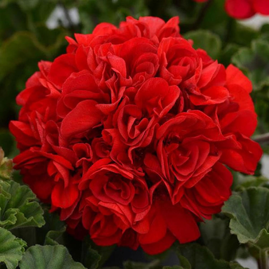 Red Geranium Breakaway Flower seeds for Planting Drought Tolerant, Heirloom & GMO Free Seeds for Home Garden seeds for planting
