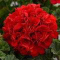 Red Geranium Breakaway Flower seeds for Planting Drought Tolerant, Heirloom & GMO Free Seeds for Home Garden seeds for planting