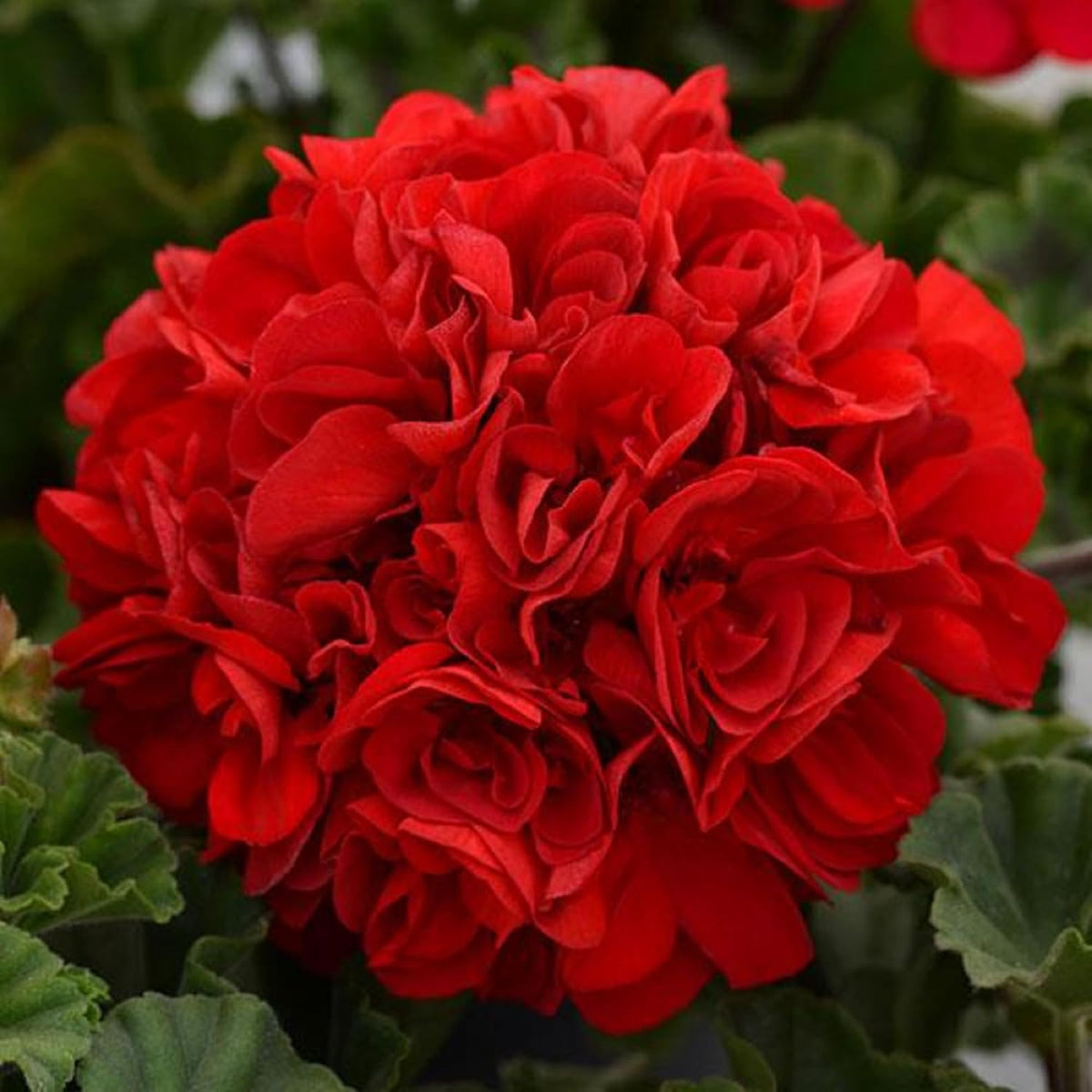 Red Geranium Breakaway Flower seeds for Planting Drought Tolerant, Heirloom & GMO Free Seeds for Home Garden seeds for planting