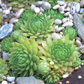 Hens and Chicks Flower seeds for Planting Sun Loving, Heirloom & GMO Free Seeds for Home Garden seeds for planting