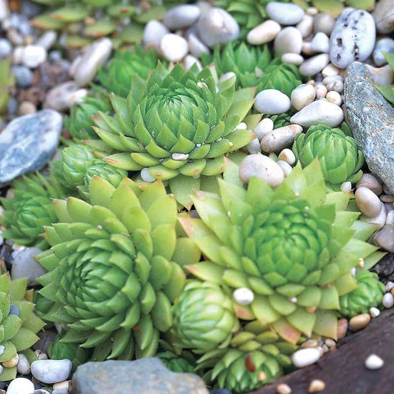 Hens and Chicks Flower seeds for Planting Sun Loving, Heirloom & GMO Free Seeds for Home Garden seeds for planting