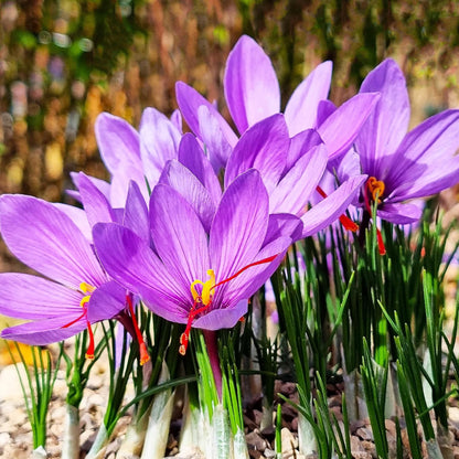 Crocus Sativus Flower seeds for Planting Shade Tolerant Heirloom & GMO Free Seeds for Home Garden