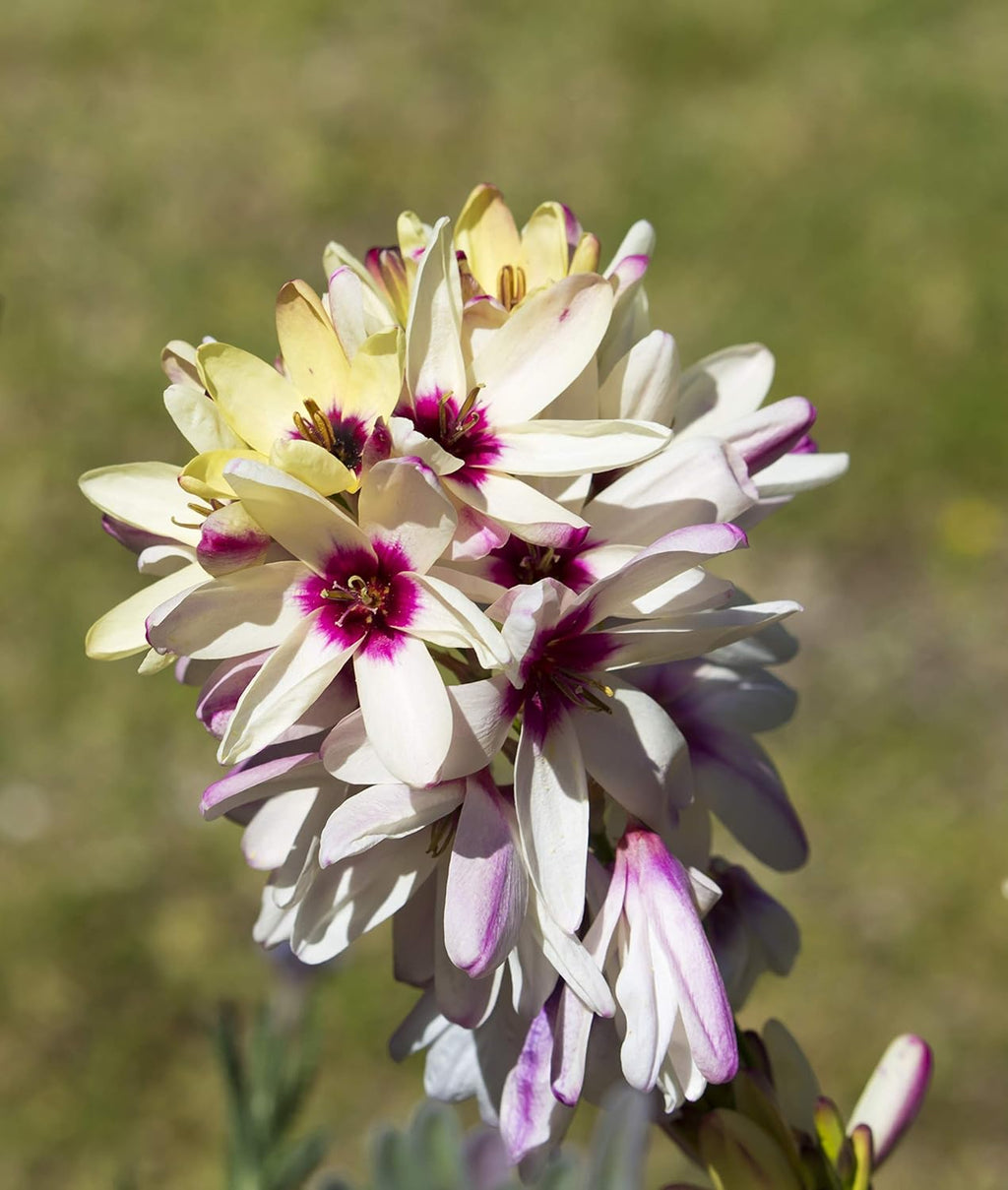 Ixia Flower seeds for Planting Pollinator Friendly, Heirloom & GMO Free Seeds for Home Garden vegetable and garden seeds