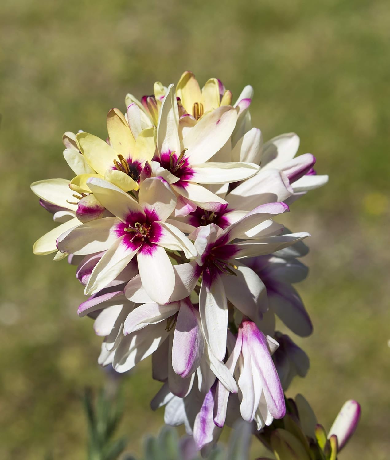 Ixia Flower seeds for Planting Pollinator Friendly, Heirloom & GMO Free Seeds for Home Garden vegetable and garden seeds
