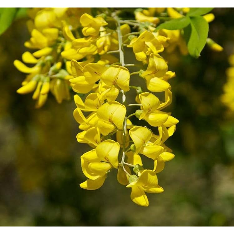 Yellow Anagyroides Flower seeds for Planting Seasonal Bloomer, Heirloom & GMO Free Seeds for Home Garden vegetable and garden seeds