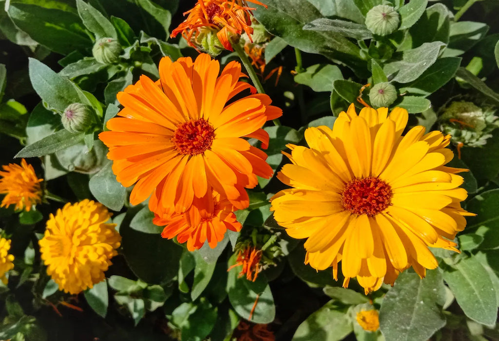 Premium Yellow Calendula Flower seeds for Planting Drought Tolerant, Heirloom & GMO Free Seeds for Home Garden seeds