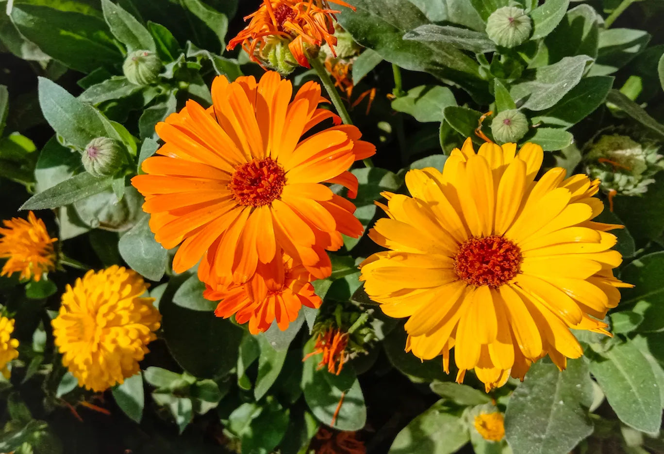 Premium Yellow Calendula Flower seeds for Planting Drought Tolerant, Heirloom & GMO Free Seeds for Home Garden seeds