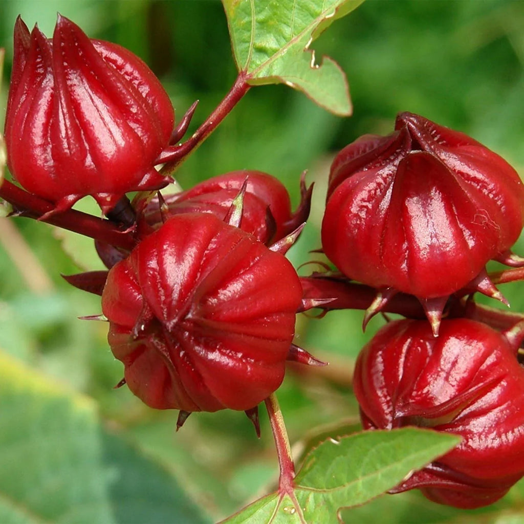 Australian Rosella Hibiscus Flower seeds for Planting Colorful Display, Heirloom & GMO Free Seeds for Home Garden vegetable and garden seeds