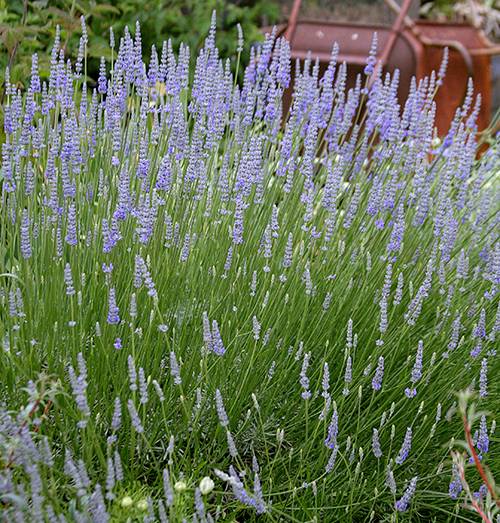 Premium Lavender Provence Flower seeds for Planting Cut Flower Favorite, Heirloom & GMO Free Seeds for Home Garden seeds