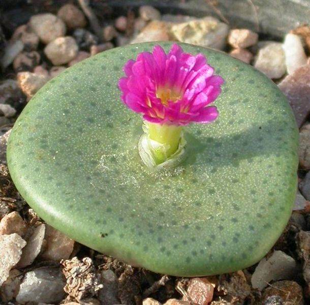Conophytum Flower seeds for Planting Premium Quality, Heirloom & GMO Free Seeds for Home Garden vegetable and garden seeds