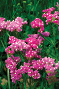 Mixed Bergenia Cordifolia Flower seeds for Planting Compact Growth, Heirloom & GMO Free Seeds for Home Garden seeds for planting