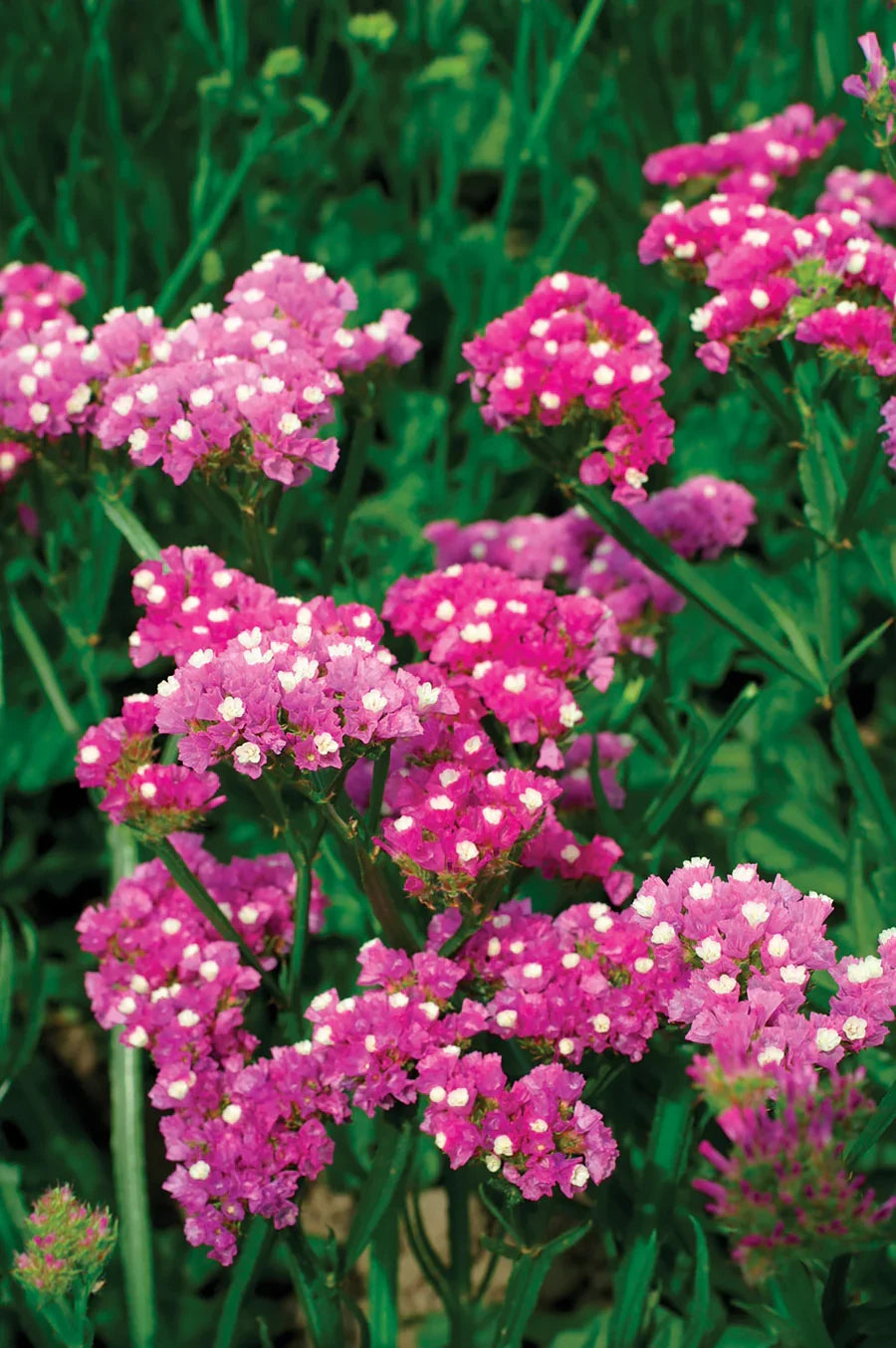 Mixed Bergenia Cordifolia Flower seeds for Planting Compact Growth, Heirloom & GMO Free Seeds for Home Garden seeds for planting