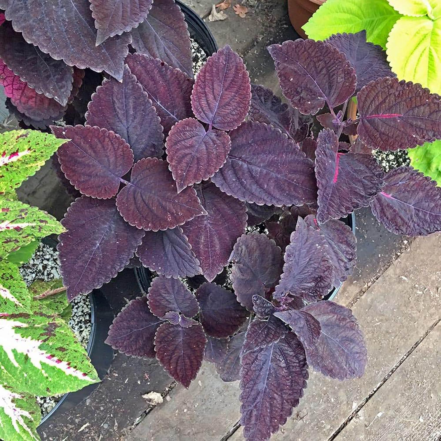 Premium Deep Purple Coleus Flower seeds for Planting Bright Blooms, Heirloom & GMO Free Seeds for Home Garden seeds