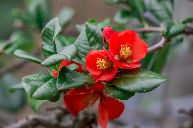 Red Chaenomeles Japonica Flower seeds for Planting - Bright Blooms, Heirloom & GMO Free Seeds for Home Garden
