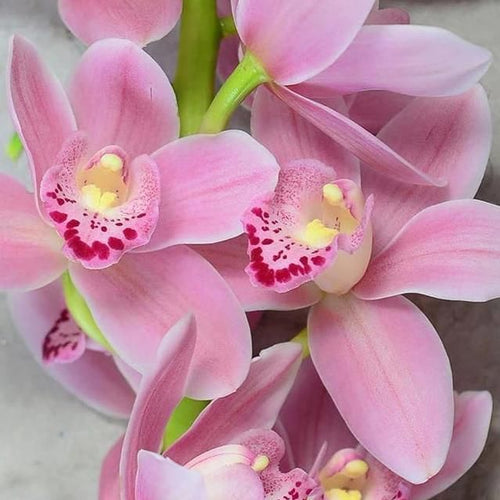 Premium Baby Pink Orchid Flower seeds for Planting Bright Blooms, Heirloom & GMO Free Seeds for Home Garden seeds