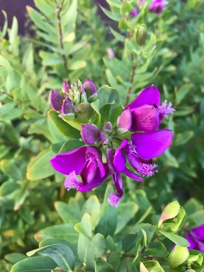 Polygala Myrtifolia Flower seeds for Planting Hardy Variety, Heirloom & GMO Free Seeds for Home Garden vegetable and garden seeds