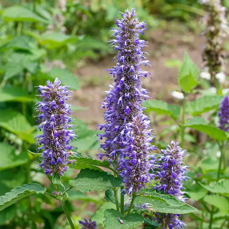 Violet Giant Hyssop Flower seeds for Planting Wildflower Mix, Heirloom & GMO Free Seeds for Home Garden seeds for planting
