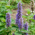 Violet Giant Hyssop Flower seeds for Planting Wildflower Mix, Heirloom & GMO Free Seeds for Home Garden seeds for planting