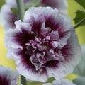 White Purple Hollyhock Flower seeds for Planting Drought Tolerant, Heirloom & GMO Free Seeds for Home Garden seeds for planting