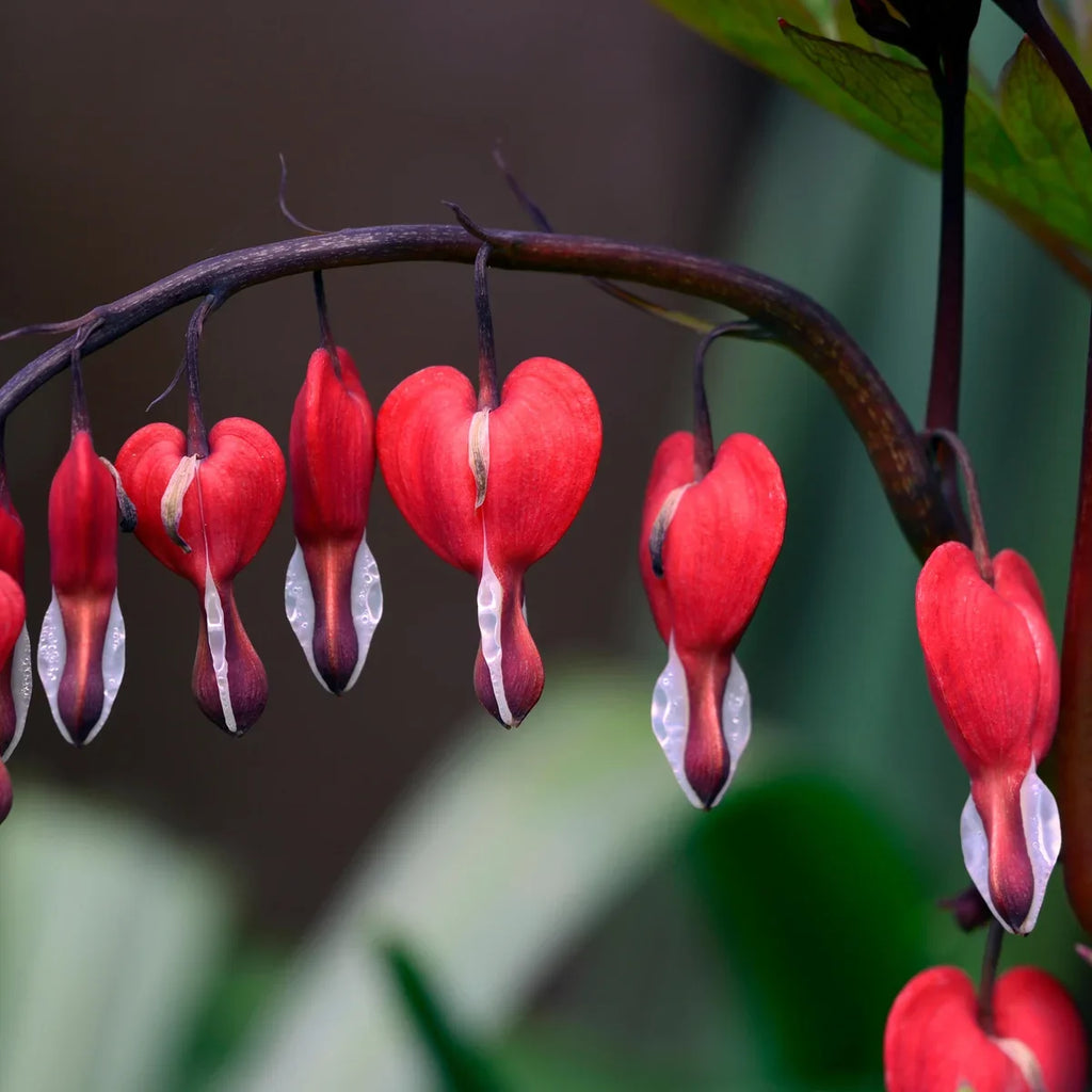 High quality Pink Bleeding Hearts Flower seeds for Planting Pollinator Friendly, Heirloom & GMO Free Seeds for Home Garden seeds pack