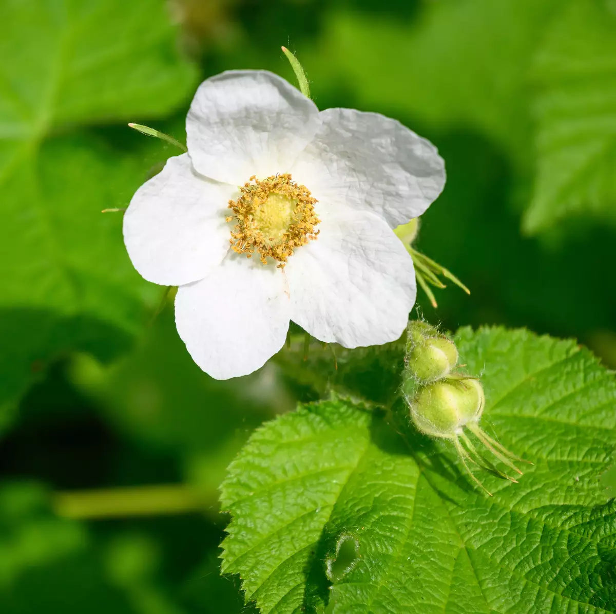 Rubus Parviflorus Flower seeds for Planting, Hardy Variety Heirloom & GMO Free Seeds for Home Garden