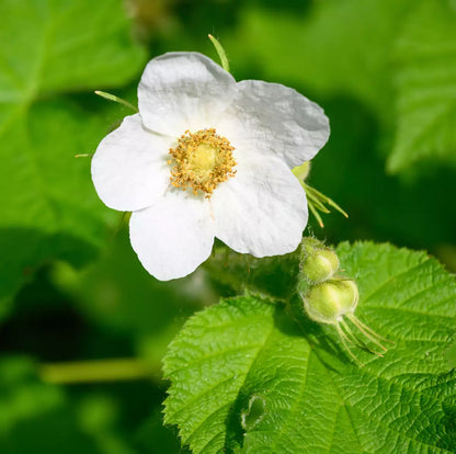 Rubus Parviflorus Flower seeds for Planting, Hardy Variety Heirloom & GMO Free Seeds for Home Garden