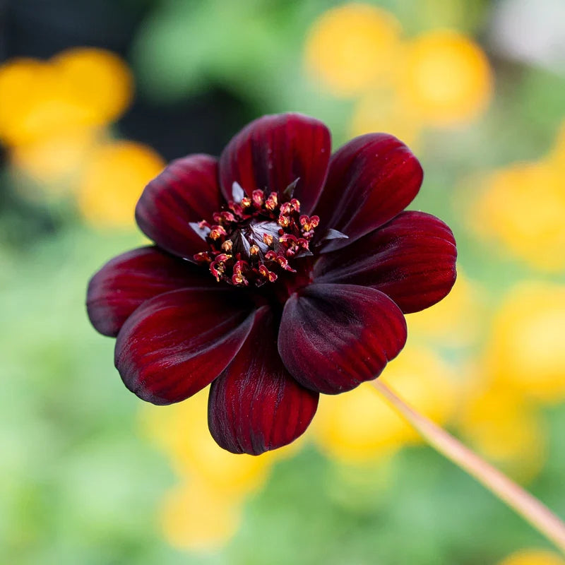 High quality Chocolate Clematis Flower seeds for Planting Bright Blooms, Heirloom & GMO Free Seeds for Home Garden seeds pack