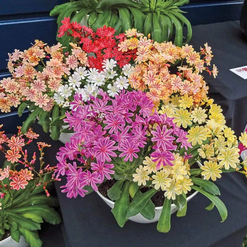 High quality Mixed Lewisia Flower seeds for Planting Compact Growth, Heirloom & GMO Free Seeds for Home Garden seeds pack